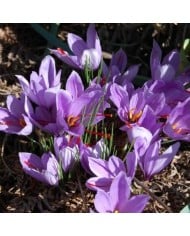 Crocus à safran (C. sativus) - par 25