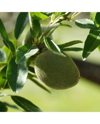 Amandier Ferragnes - Prunus dulcis (Dx21 / pixabay.com)