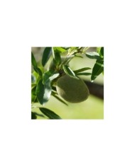 Amandier Ferragnes - Prunus dulcis (Dx21 / pixabay.com)