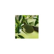 Amandier Ferragnes - Prunus dulcis (Dx21 / pixabay.com)