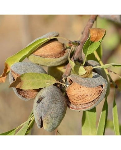 Amandier 'Texas' - Prunus dulcis (Angeles Balaguer / pixabay.com)