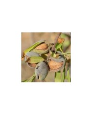 Amandier 'Texas' - Prunus dulcis (Angeles Balaguer / pixabay.com)