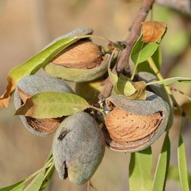 Amandier 'Texas' - Prunus dulcis (Angeles Balaguer / pixabay.com)