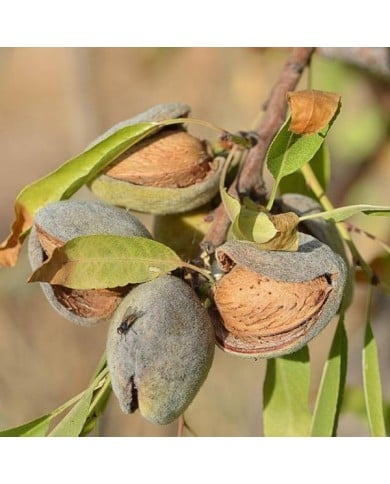 Amandes sur amandier