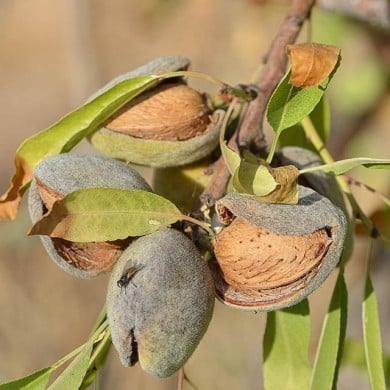 Amandes sur amandier