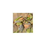 Amandes sur amandier