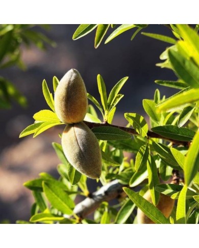 Amandier (amandes vertes et feuillage)