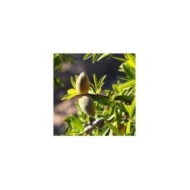 Amandier (amandes vertes et feuillage)