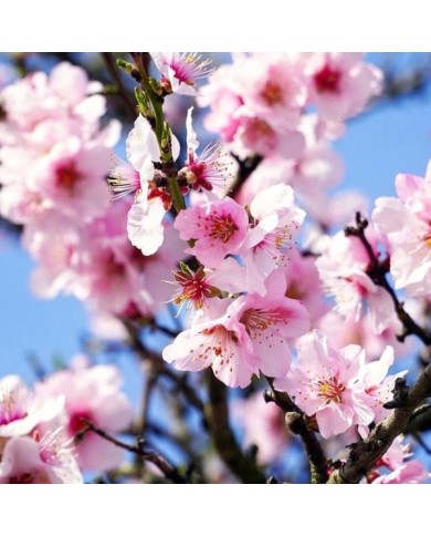 Amandier en fleurs