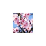 Amandier en fleurs