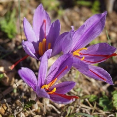 Crocus à safran (C. sativus) - par 50