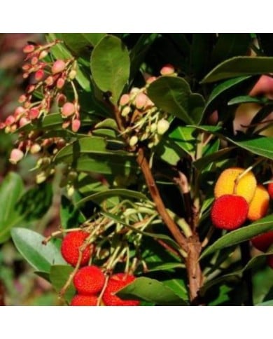 Arbousier 'Roselily' (Arbutus unedo) (Hortival Diffusion)