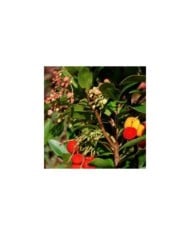 Arbousier 'Roselily' (Arbutus unedo) (Hortival Diffusion)