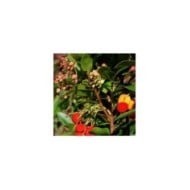Arbousier 'Roselily' (Arbutus unedo) (Hortival Diffusion)