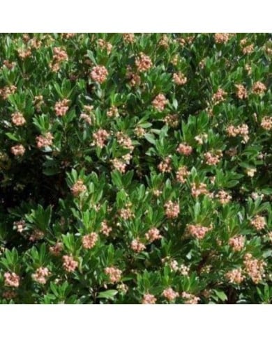 Arbousier 'Roselily' (Arbutus unedo) (Hortival Diffusion)