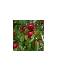 Brugnon Nectarose b (Iva / Adobe Stock)