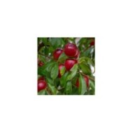 Brugnon Nectarose b (Iva / Adobe Stock)