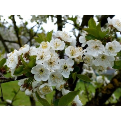 Cerisier 'Griottes de Montmorency' - fleurs