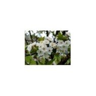 Cerisier 'Griottes de Montmorency' - fleurs