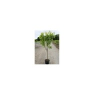Cerisier Bigareau Burlat C12L (plante avant envoi)