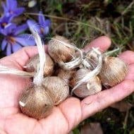 Crocus à safran (C. sativus) - par 50