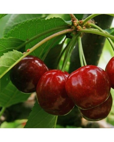 Cerises Burlat (Picture news / Adobe Stock)