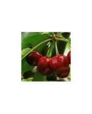 Cerises Burlat (Picture news / Adobe Stock)