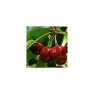Cerises Burlat (Picture news / Adobe Stock)