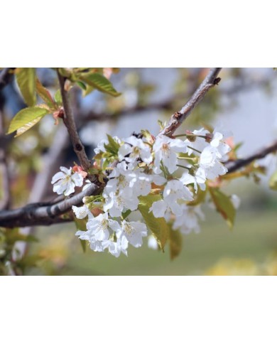 Floraison du cerisier