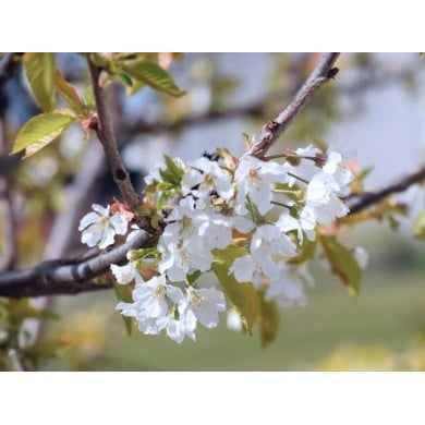 Floraison du cerisier