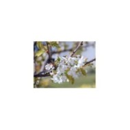 Floraison du cerisier