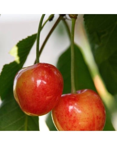 Cerises 'Coeur de Pigeon' (Hervé BRY / flickr.com)