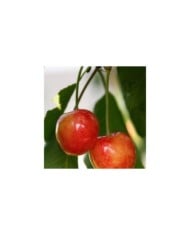 Cerises 'Coeur de Pigeon' (Hervé BRY / flickr.com)