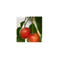 Cerises 'Coeur de Pigeon' (Hervé BRY / flickr.com)