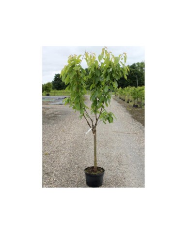 Cerisier de 3 ans - forme gobelet (basse tige) en pot de 12 litres