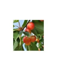 Cerisier Napoleon - fruits (Jean-Marie Polese / Adobe Stock)