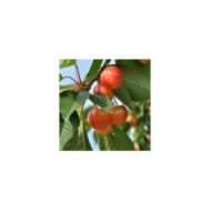 Cerisier Napoleon - fruits (Jean-Marie Polese / Adobe Stock)