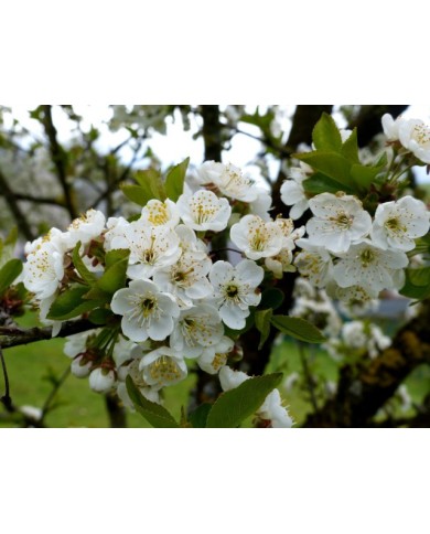 Cerisier - floraison