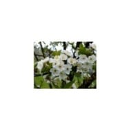 Cerisier - floraison
