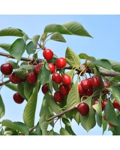 Cerises 'Summit' (Jean-Marie Polese / Adobe Stock)