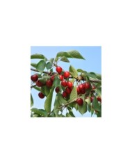 Cerises 'Summit' (Jean-Marie Polese / Adobe Stock)