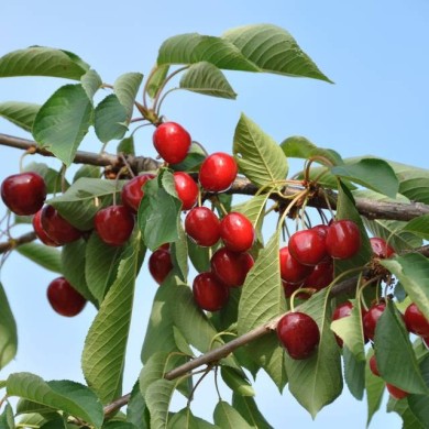 Cerises 'Summit' (Jean-Marie Polese / Adobe Stock)