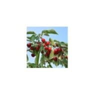 Cerises 'Summit' (Jean-Marie Polese / Adobe Stock)