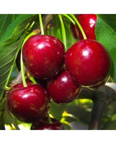 Cerise bigarreau (Wolfgang Eckert / Pixabay)