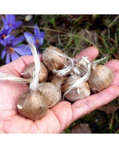 Crocus à safran (C. sativus) - par 100