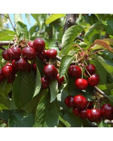 Cerises 'Shangai'&reg; (D.R. / Delbard)