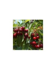 Cerises 'Shangai'&reg; (D.R. / Delbard)