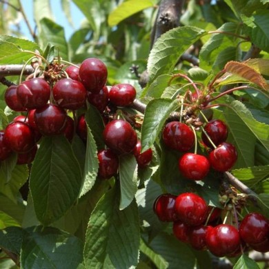 Cerises 'Shangai'&reg; (D.R. / Delbard)