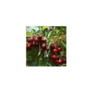 Cerises 'Shangai'&reg; (D.R. / Delbard)