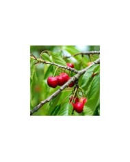Cerisier Cherry Baby - fruits (Verdia)